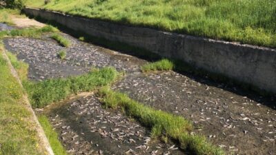 TEKİRDAĞ (AA) – Tekirdağ'ın Ulaş Gölü'ndeki toplu balık ölümleri üzerine