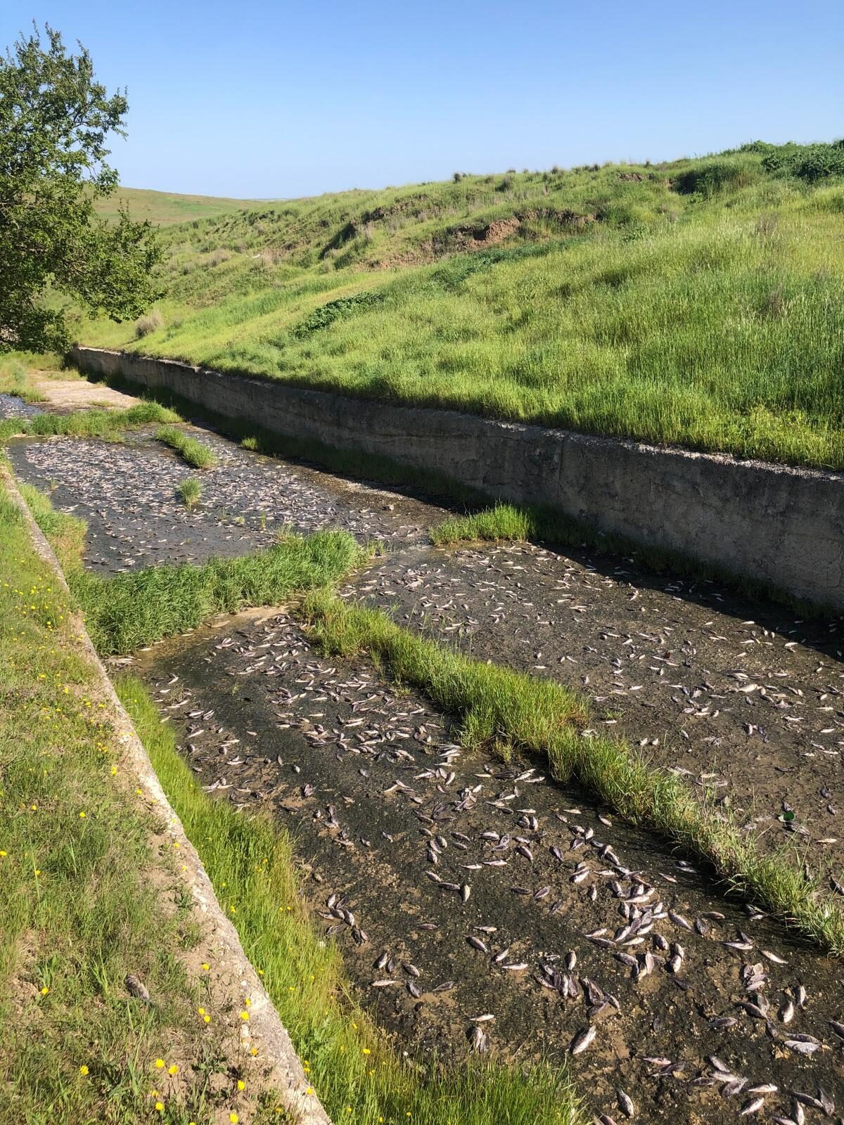 TEKİRDAĞ (AA) – Tekirdağ'ın Ulaş Gölü'ndeki toplu balık ölümleri üzerine