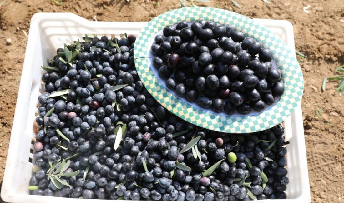 TEKİRDAĞ (AA) – Tekirdağ'da "Şarköy zeytinyağı" coğrafi işaret tescili aldı.