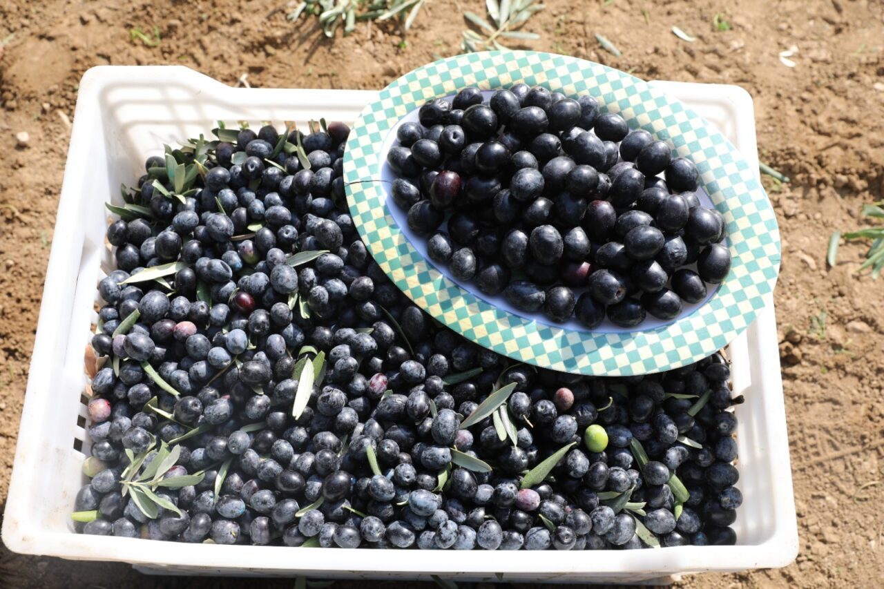 TEKİRDAĞ (AA) – Tekirdağ'da "Şarköy zeytinyağı" coğrafi işaret tescili aldı.