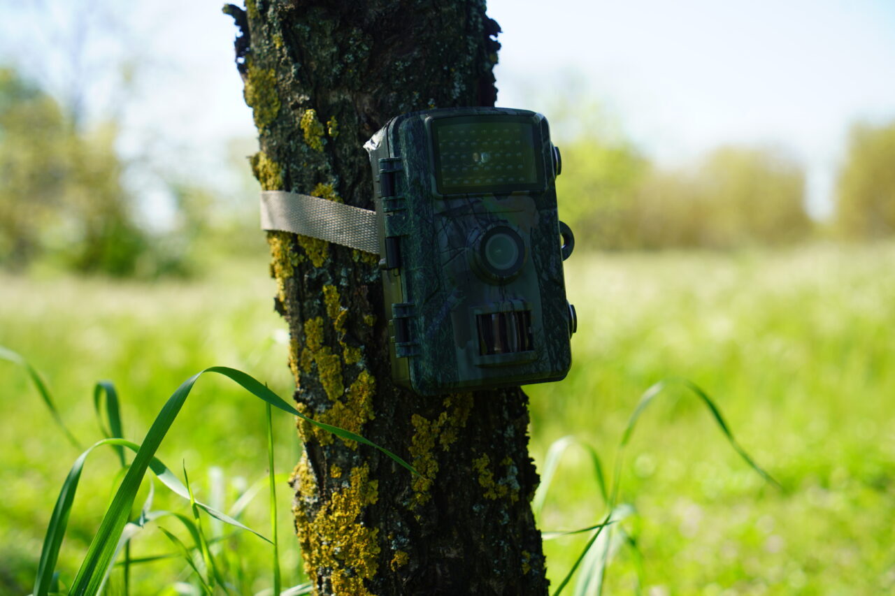 - Karaağaç Yerleşkesi’ne kurulan foto kapanlarla porsuk, tilki ve çakal