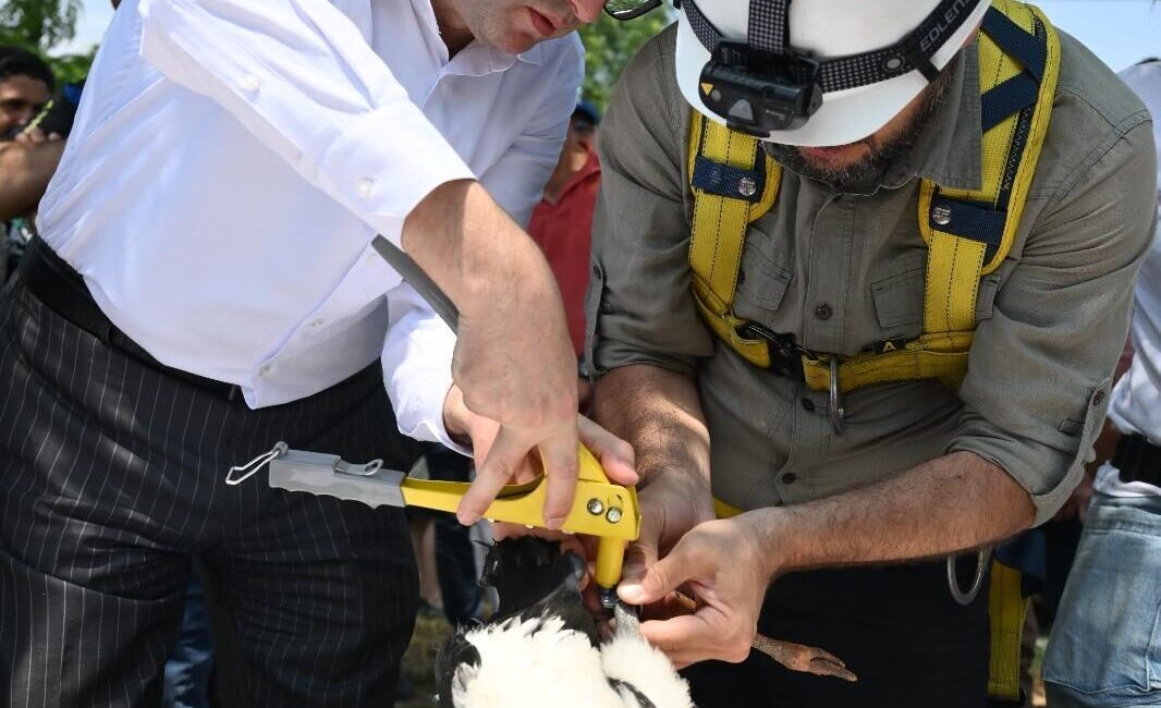 TEKİRDAĞ (AA) – Trakya’da yürütülen “Trakya’nın Kuşlarını Halkalıyoruz” projesi kapsamında,
