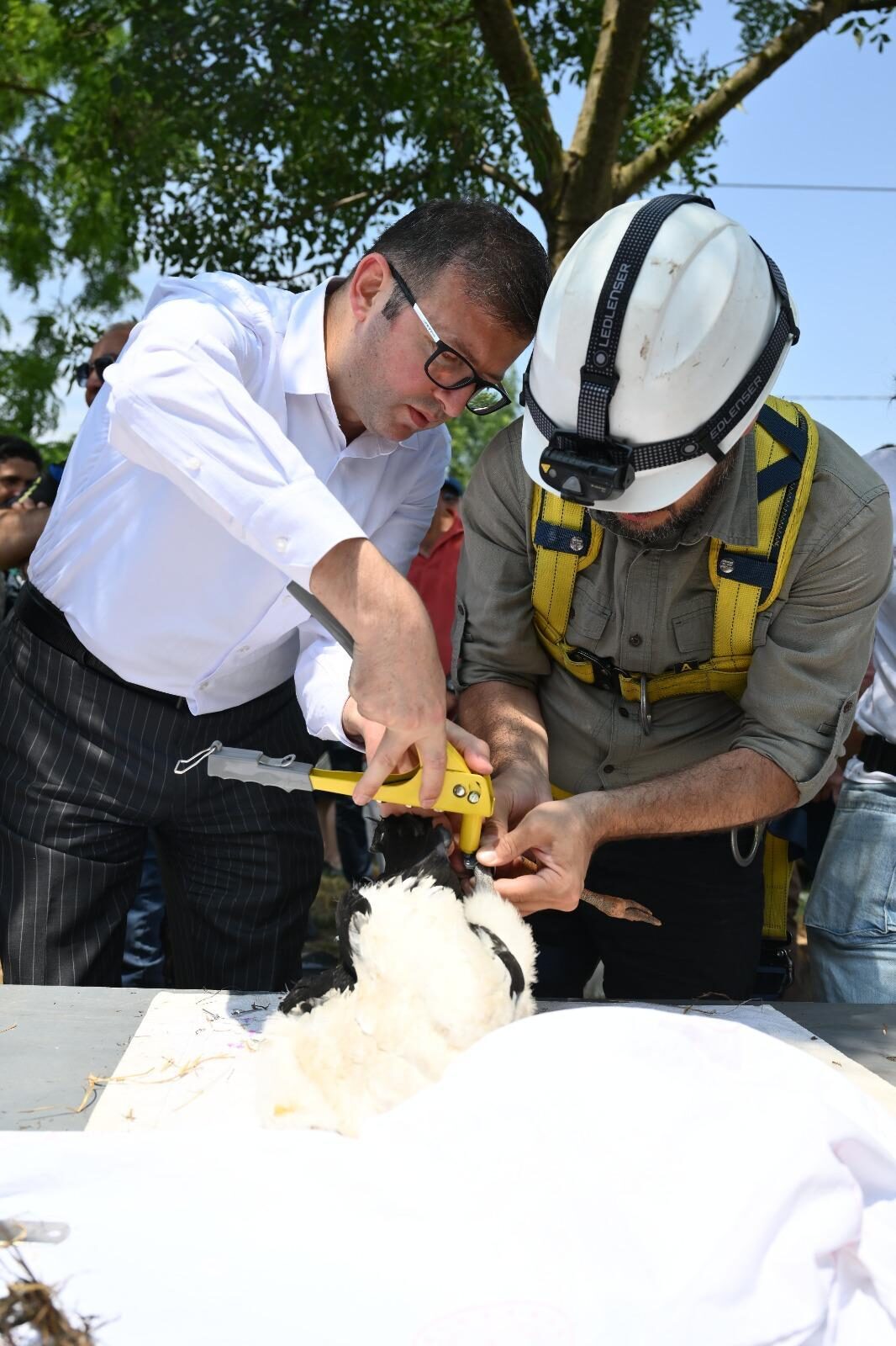 TEKİRDAĞ (AA) – Trakya’da yürütülen “Trakya’nın Kuşlarını Halkalıyoruz” projesi kapsamında,