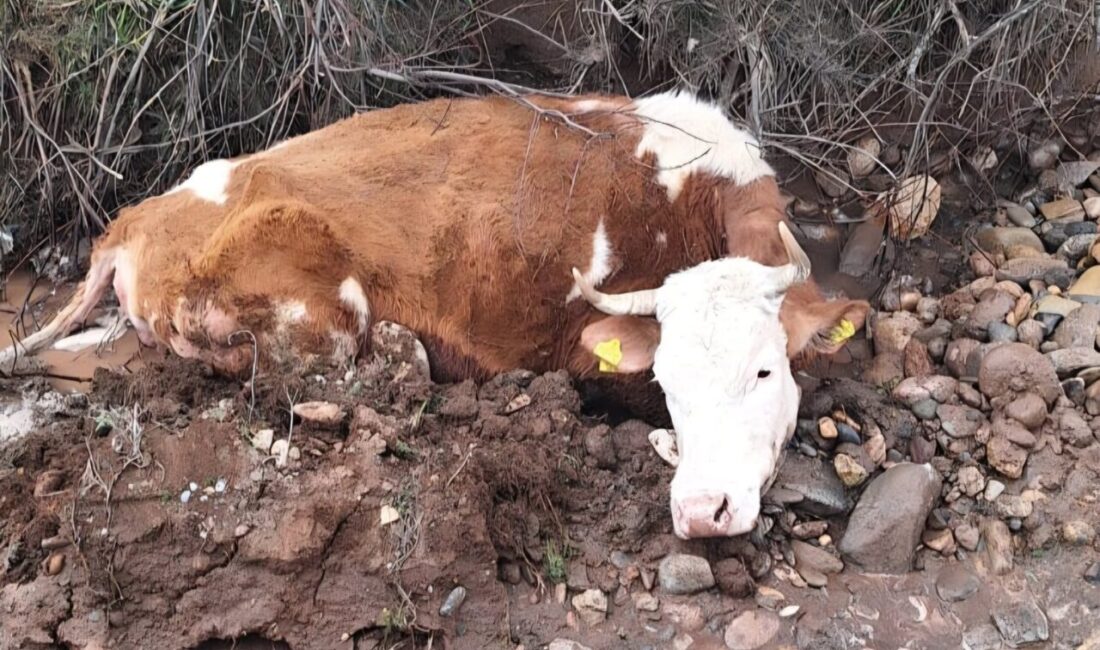 TUNCELİ (AA) – Tunceli'de dere yatağında biriken çamura batan inek,