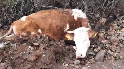 TUNCELİ (AA) – Tunceli'de dere yatağında biriken çamura batan inek,