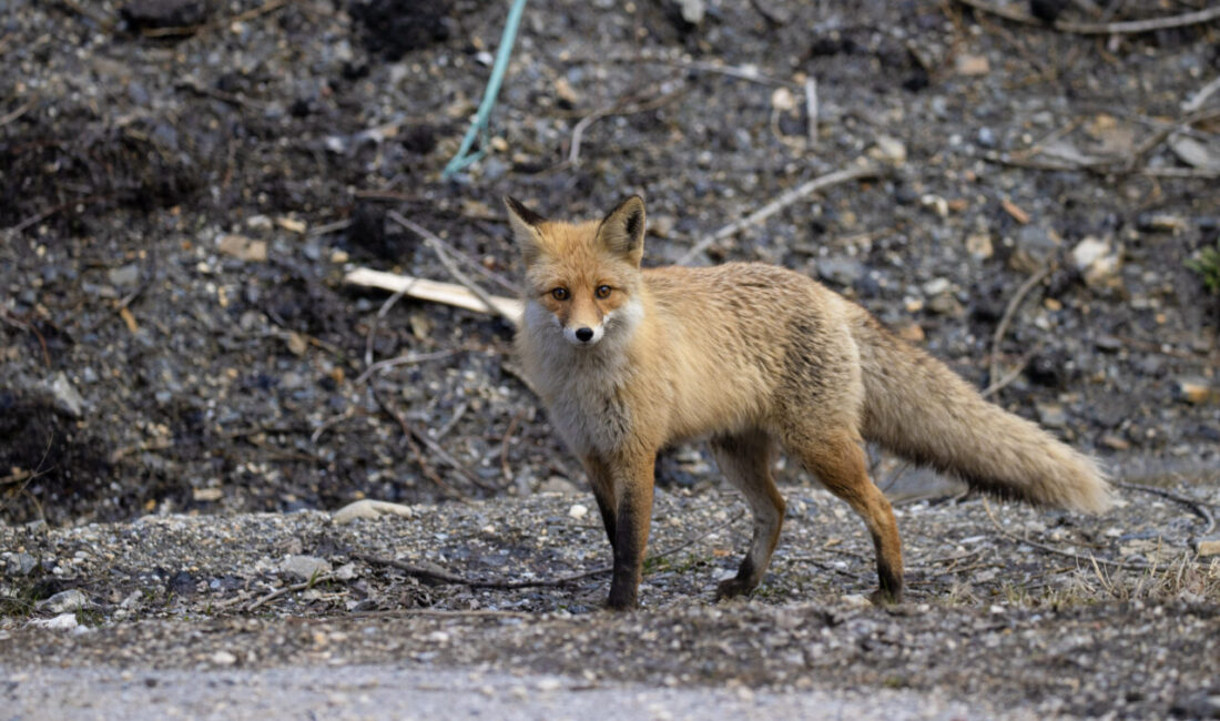 TUNCELİ (AA) – Tunceli'deki Munzur Vadisi Milli Parkı'nda yaban keçileri