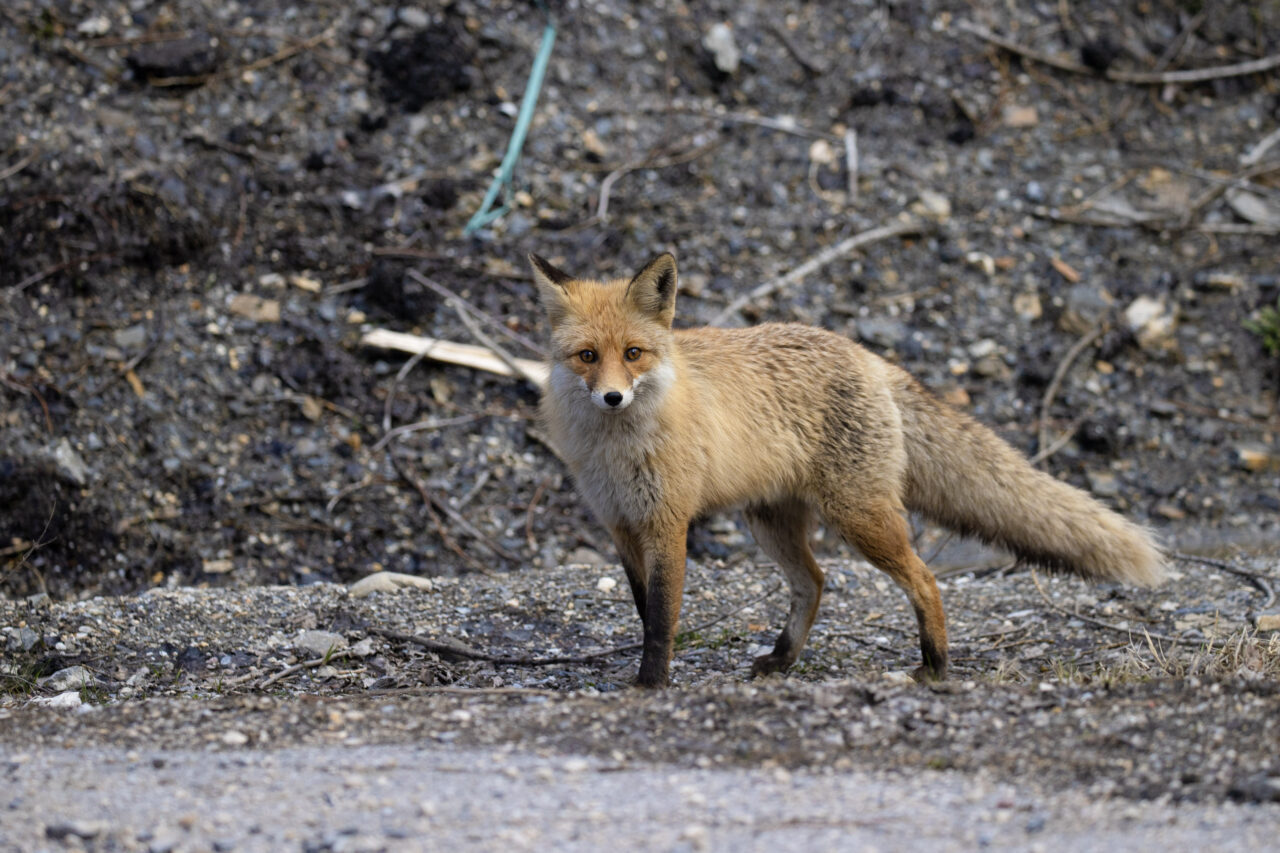 TUNCELİ (AA) – Tunceli'deki Munzur Vadisi Milli Parkı'nda yaban keçileri