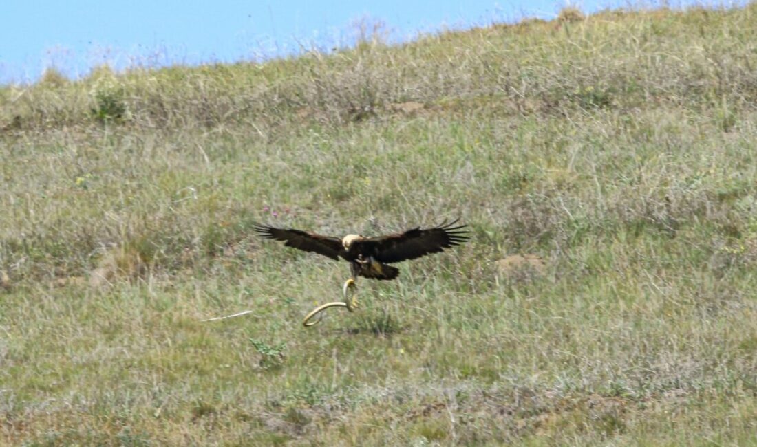 ÇORUM (AA) – Türkiye'de nesli tehlike altında bulunan şah kartal,