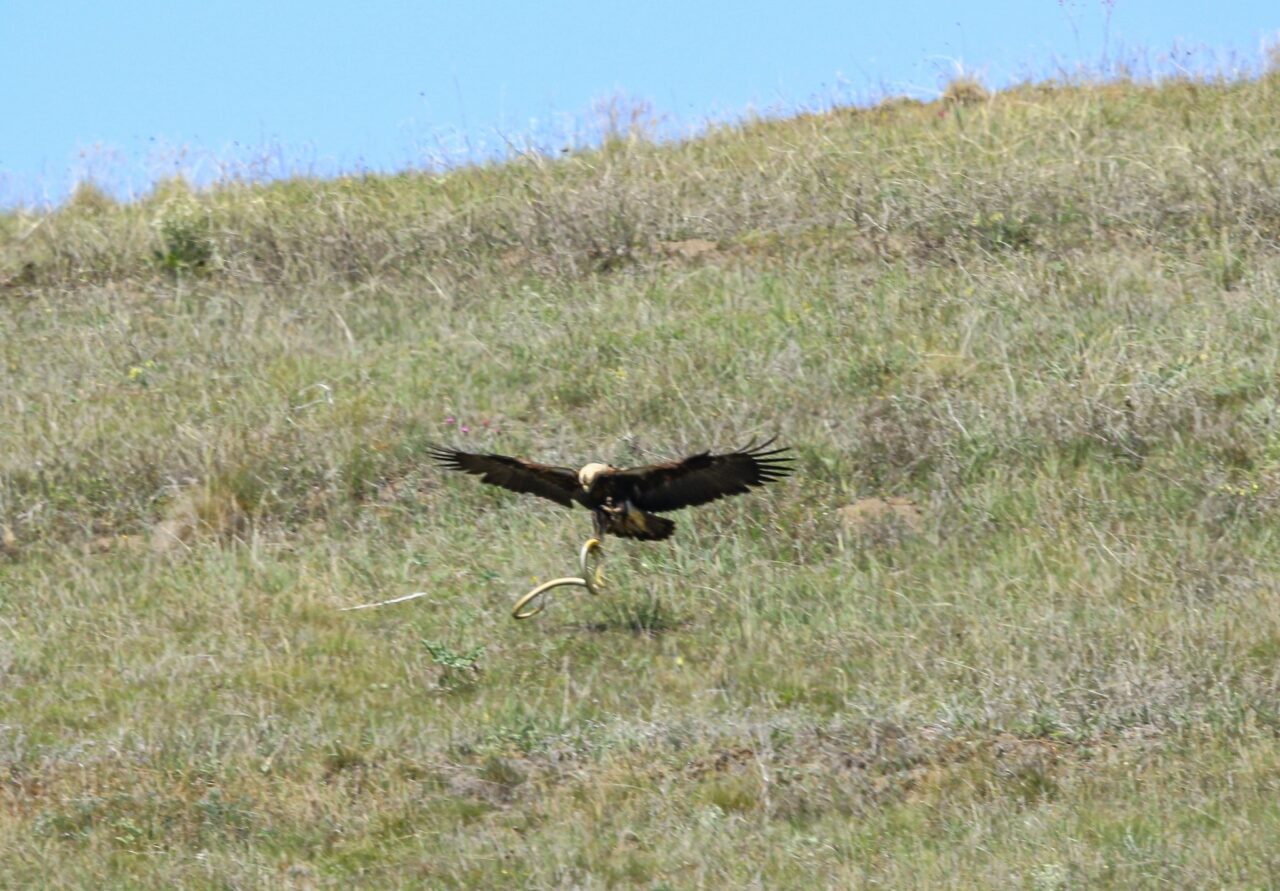 ÇORUM (AA) – Türkiye'de nesli tehlike altında bulunan şah kartal,