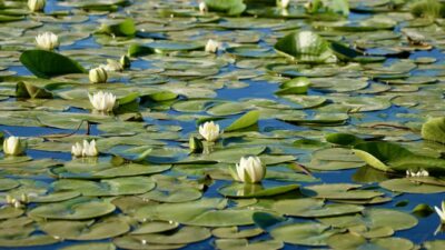 SAMSUN (AA) – UNESCO Dünya Mirası Geçici Listesi'nde yer alan