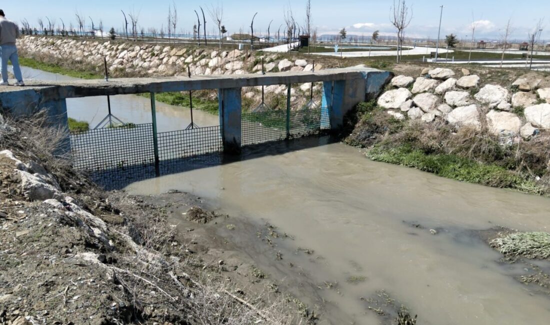 VAN (AA) – Van Büyükşehir Belediyesi, Van Gölü'nde yaşayan inci