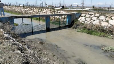 VAN (AA) – Van Büyükşehir Belediyesi, Van Gölü'nde yaşayan inci