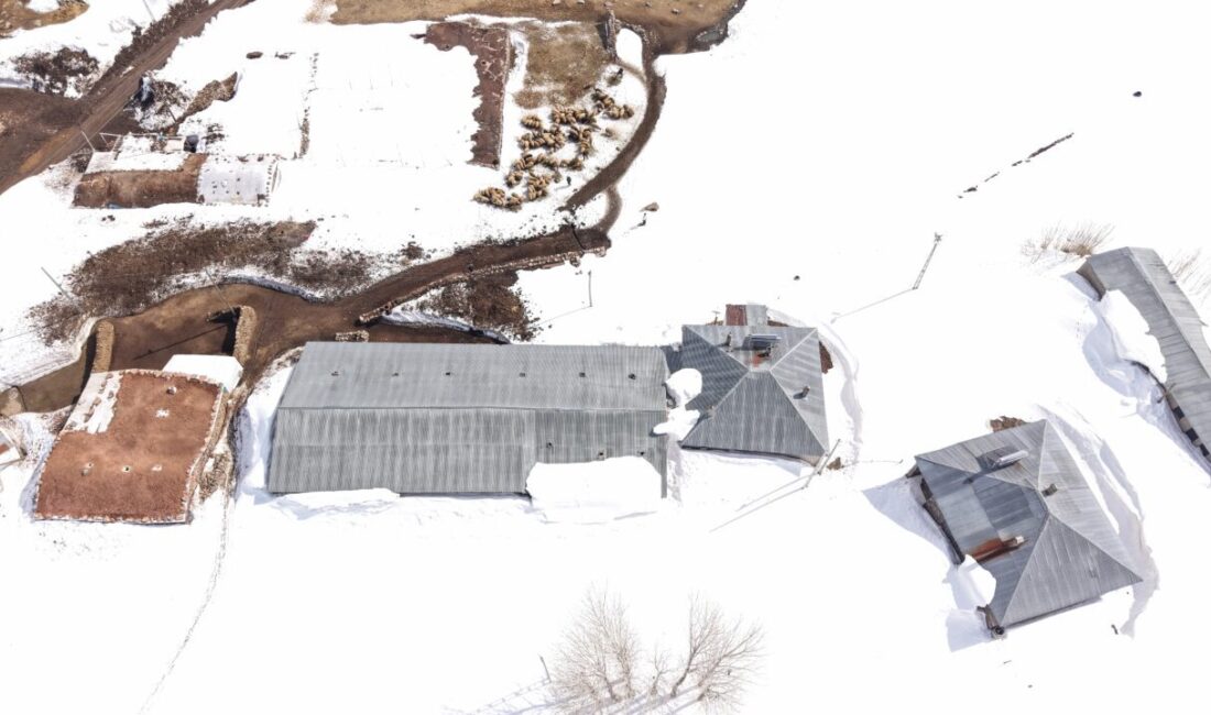 VAN (AA) – Van'ın Erciş ilçesinde karla kaplı mezrada yaşayan