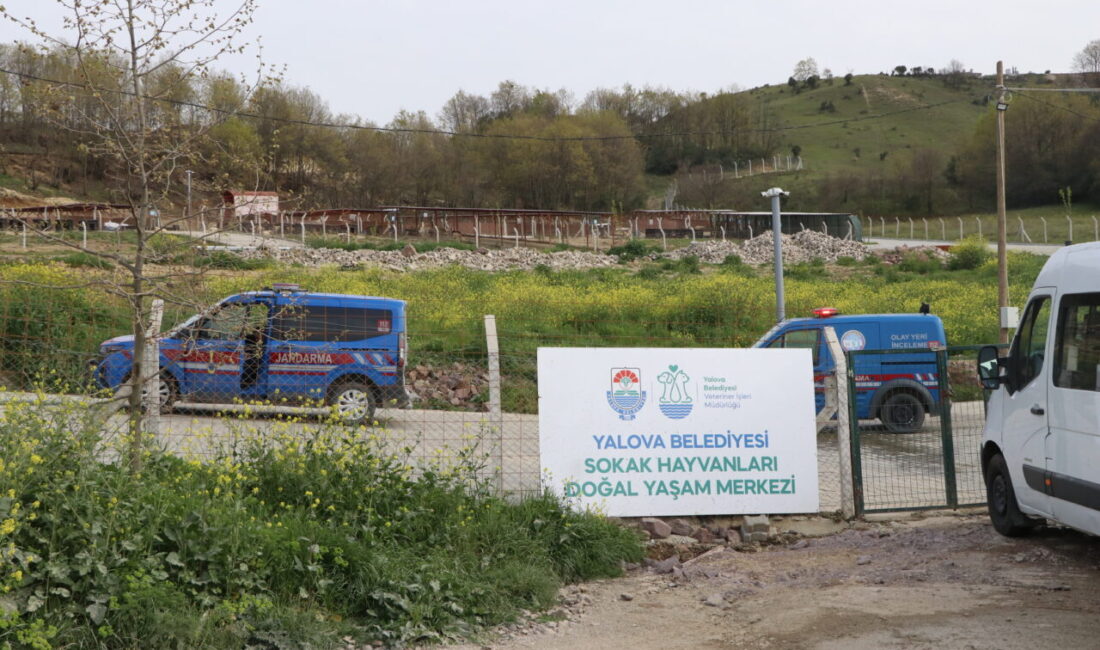 YALOVA (AA) – Yalova Belediyesi Sokak Hayvanları Yaşam Merkezi'nde köpek