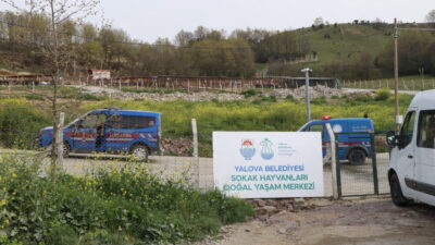 YALOVA (AA) – Yalova Belediyesi Sokak Hayvanları Yaşam Merkezi'nde köpek