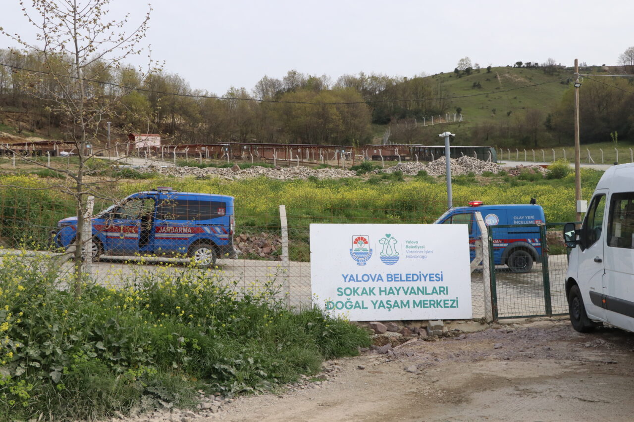 YALOVA (AA) – Yalova Belediyesi Sokak Hayvanları Yaşam Merkezi'nde köpek