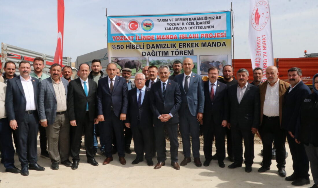 YOZGAT (AA) – Yozgat'ta "Manda Islah Projesi" kapsamında İstanbul'dan getirilen