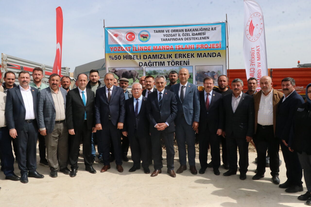 YOZGAT (AA) – Yozgat'ta "Manda Islah Projesi" kapsamında İstanbul'dan getirilen
