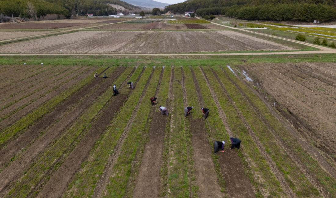 YOZGAT (AA) – Yozgat'ın Akdağmadeni Orman Fidanlık Şefliği'nde çalışan kadınlar,
