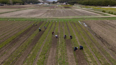 YOZGAT (AA) – Yozgat'ın Akdağmadeni Orman Fidanlık Şefliği'nde çalışan kadınlar,
