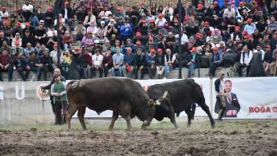 ARTVİN (AA) – Artvin'in Yusufeli ilçesinde boğa güreşleri kültürünü yaşatmak