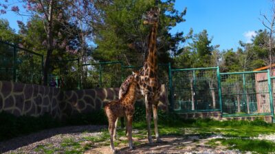 GAZİANTEP (AA) – Gaziantep Doğal Yaşam Parkı'nın simgelerinden biri olan