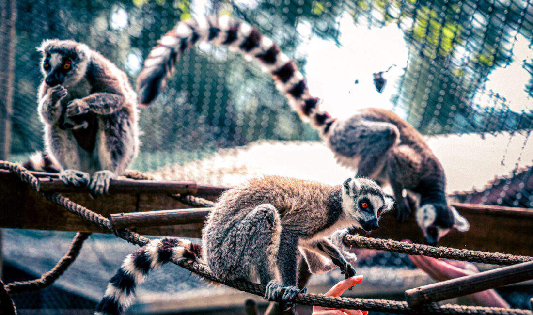ANTALYA (AA) – Antalya Doğal Yaşam Parkı'nda dünyaya gelen lemur