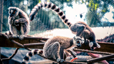 ANTALYA (AA) – Antalya Doğal Yaşam Parkı'nda dünyaya gelen lemur