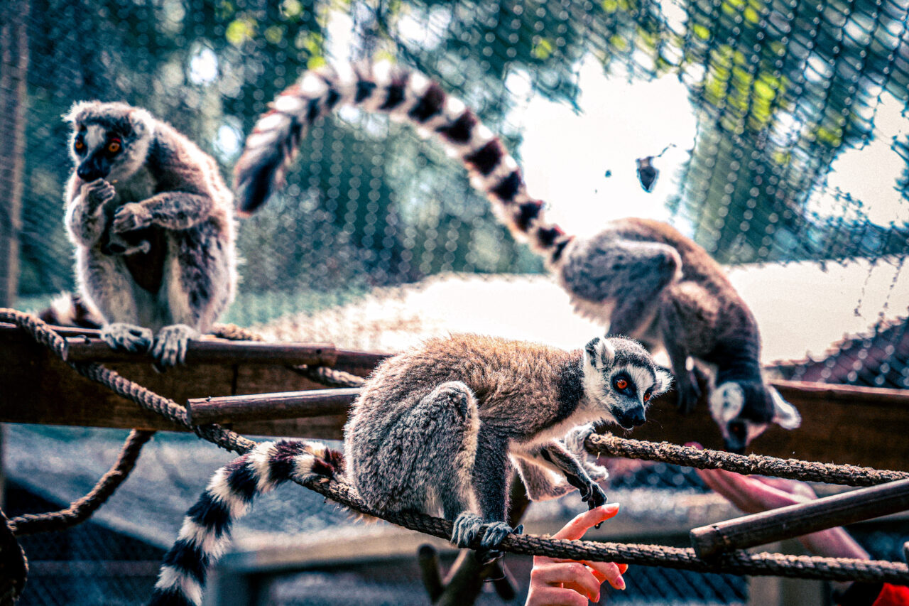 ANTALYA (AA) – Antalya Doğal Yaşam Parkı'nda dünyaya gelen lemur