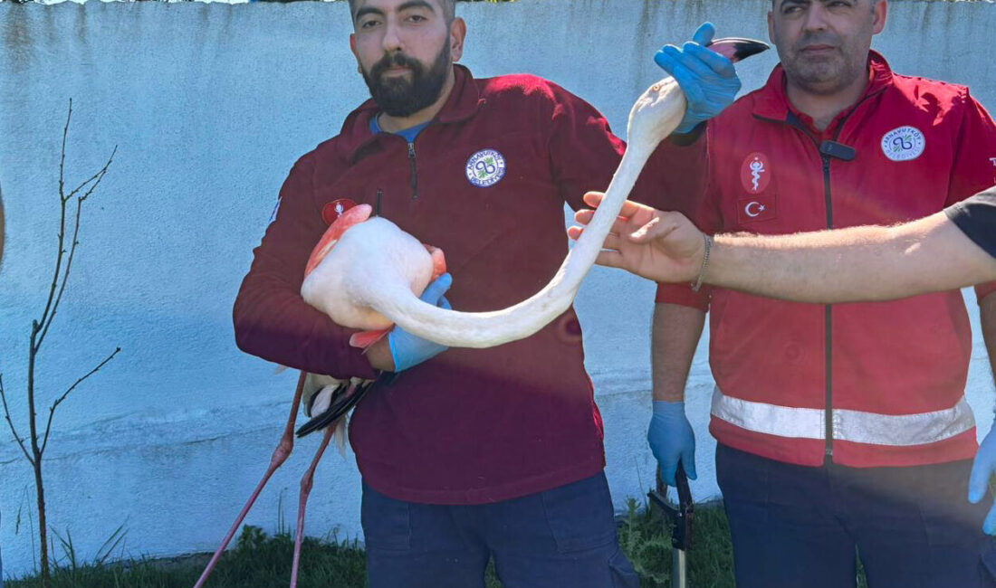 İSTANBUL (AA) – İstanbul'un Arnavutköy ilçesinde ormanlık alanda kanadı kırık