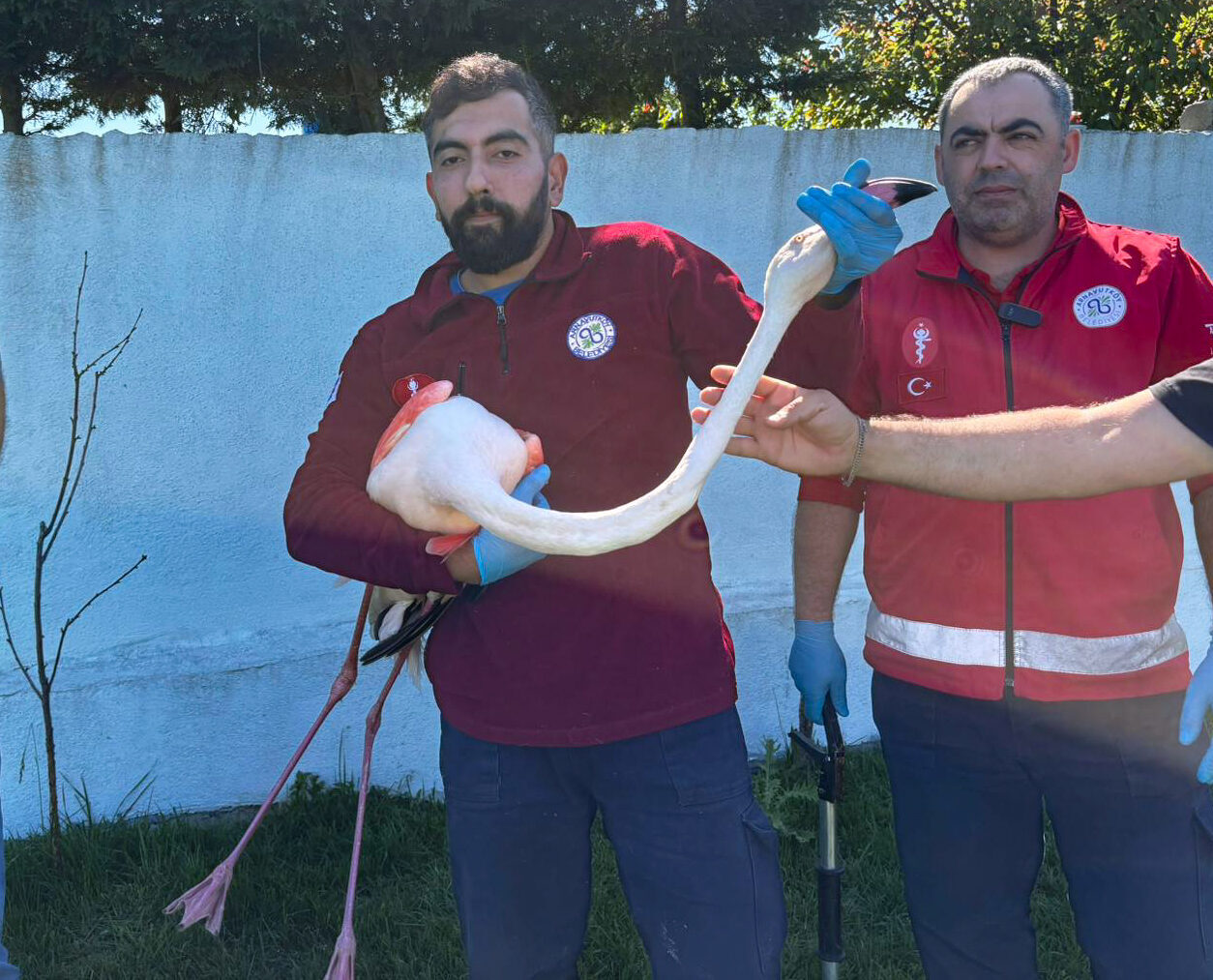 İSTANBUL (AA) – İstanbul'un Arnavutköy ilçesinde ormanlık alanda kanadı kırık