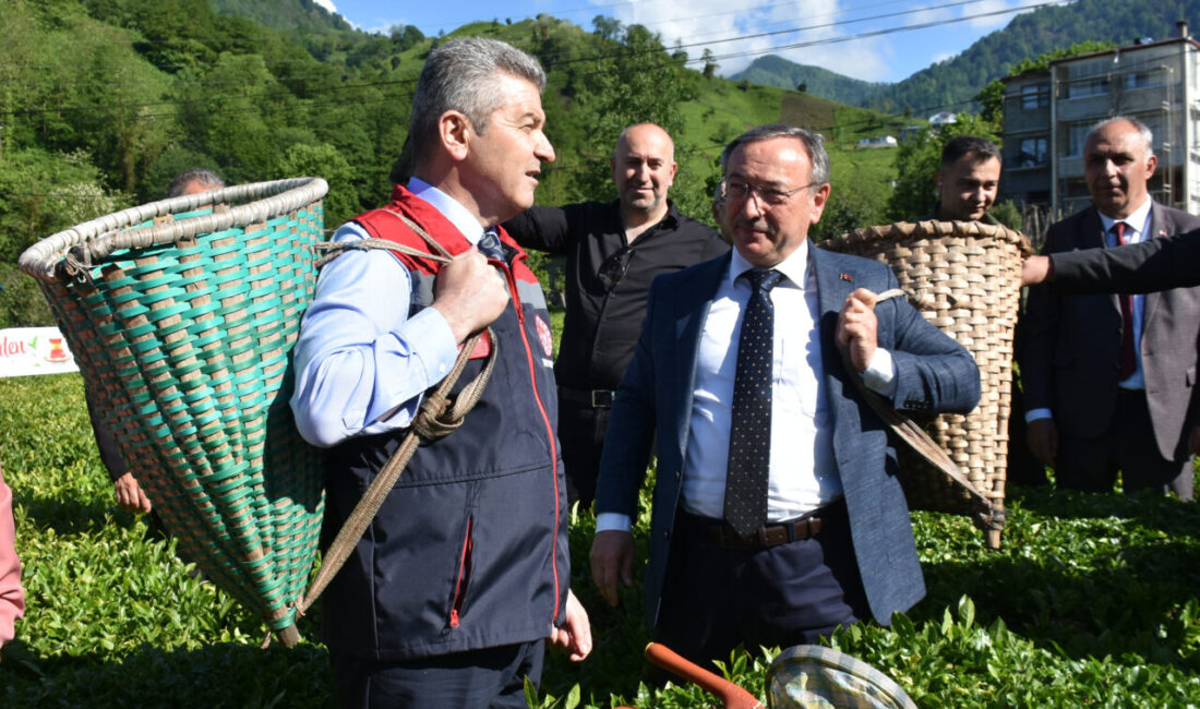 ARTVİN (AA) – Artvin'in Kemalpaşa ilçesinde geleneksel çay hasadı etkinliği