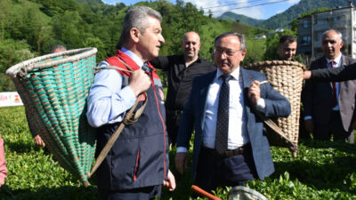 ARTVİN (AA) – Artvin'in Kemalpaşa ilçesinde geleneksel çay hasadı etkinliği