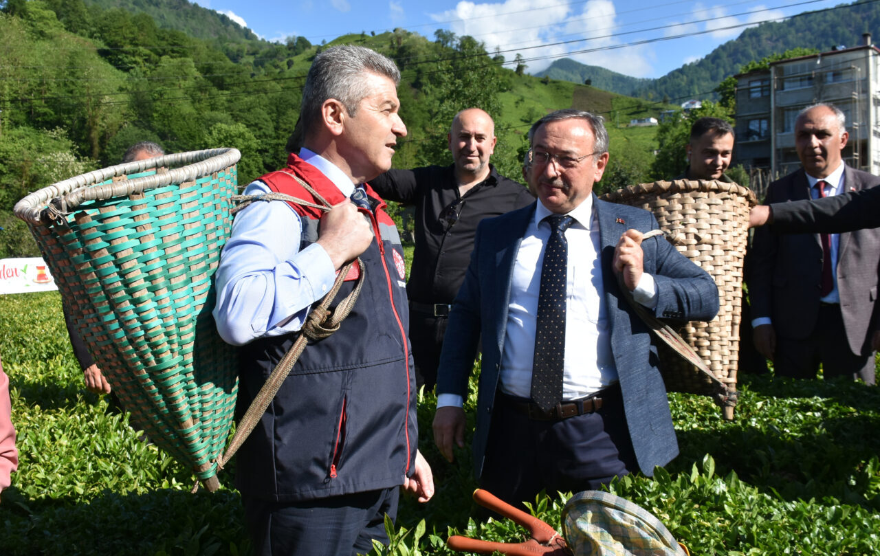 ARTVİN (AA) – Artvin'in Kemalpaşa ilçesinde geleneksel çay hasadı etkinliği