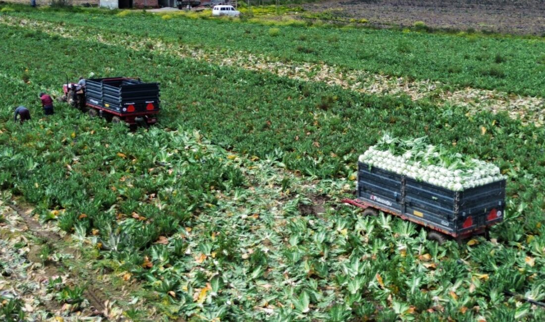 SAMSUN (AA) – Samsun'un Bafra ilçesinde 2025 yılı temmuz ayında