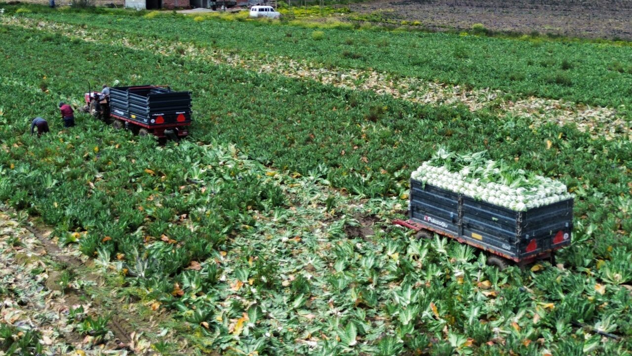 SAMSUN (AA) – Samsun'un Bafra ilçesinde 2025 yılı temmuz ayında