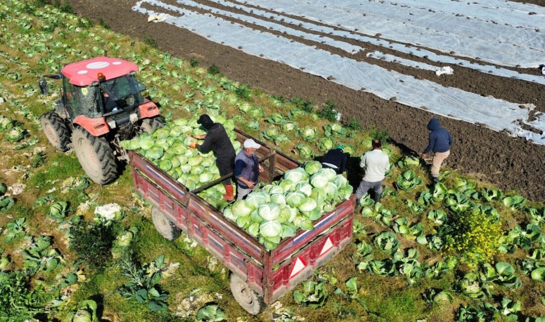 SAMSUN (AA) – Samsun'un Bafra ilçesinde Kızılırmak Nehri'nin verimli sularıyla