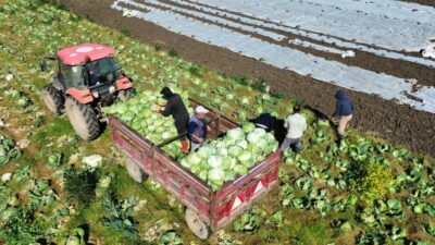 SAMSUN (AA) – Samsun'un Bafra ilçesinde Kızılırmak Nehri'nin verimli sularıyla