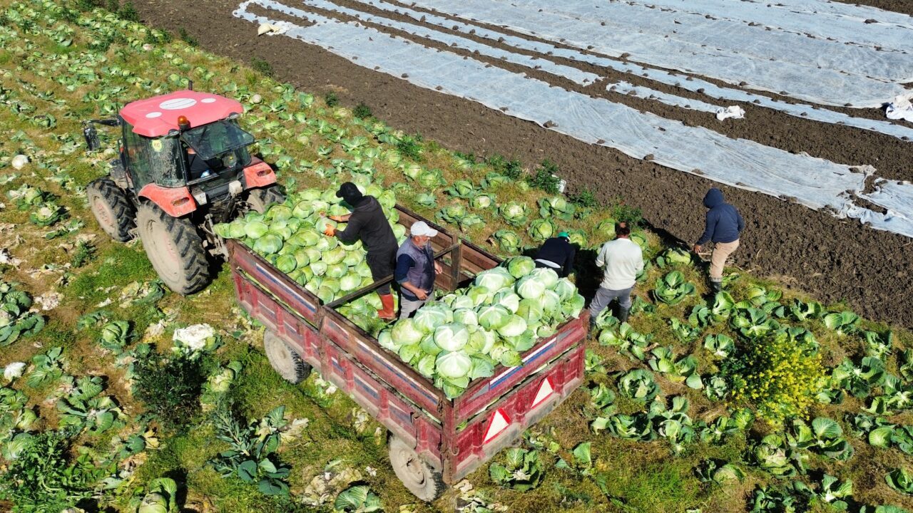 SAMSUN (AA) – Samsun'un Bafra ilçesinde Kızılırmak Nehri'nin verimli sularıyla