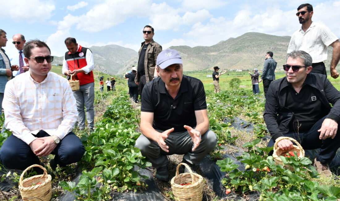 BATMAN (AA) – Batman'ın Sason ilçesinde üretimi yapılan tescilli Sason