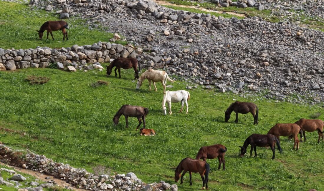 ŞIRNAK (AA) – Şırnak'ın Uludere ilçesindeki Beyazsu Yaylası'nda otlayan yılkı