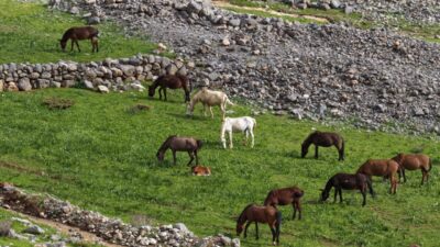 ŞIRNAK (AA) – Şırnak'ın Uludere ilçesindeki Beyazsu Yaylası'nda otlayan yılkı