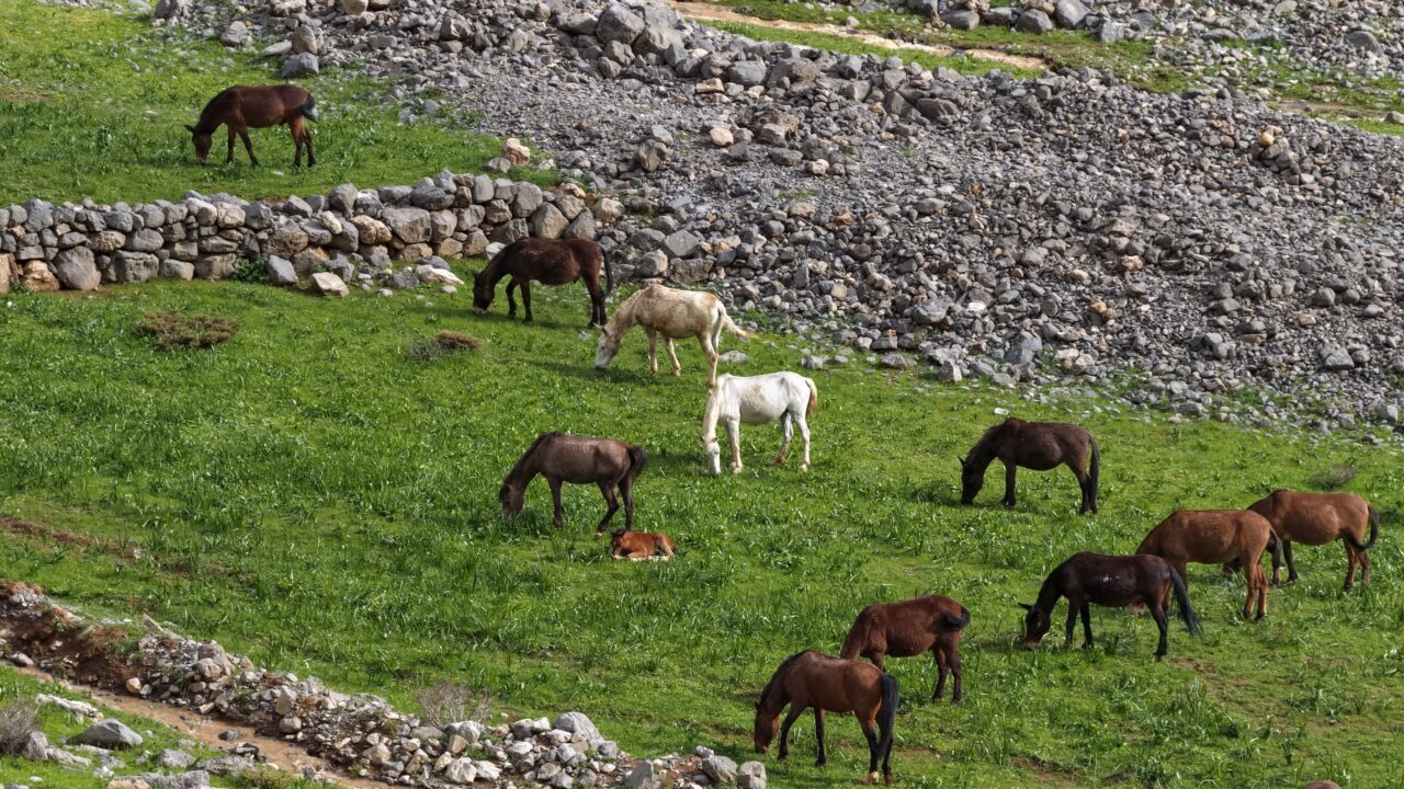 ŞIRNAK (AA) – Şırnak'ın Uludere ilçesindeki Beyazsu Yaylası'nda otlayan yılkı