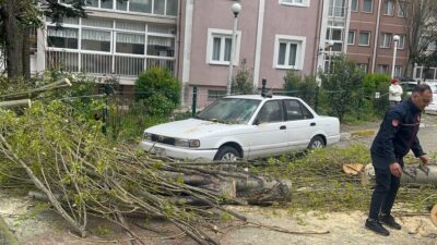 İSTANBUL (AA) – Beylikdüzü'nde şiddetli rüzgar nedeniyle devrilen ağaç, park