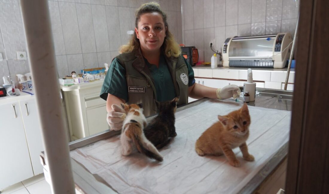 BİLECİK (AA) – Bilecik'te, mazgala sıkışan kedi yavruları, Sokak Hayvanları