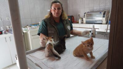 BİLECİK (AA) – Bilecik'te, mazgala sıkışan kedi yavruları, Sokak Hayvanları