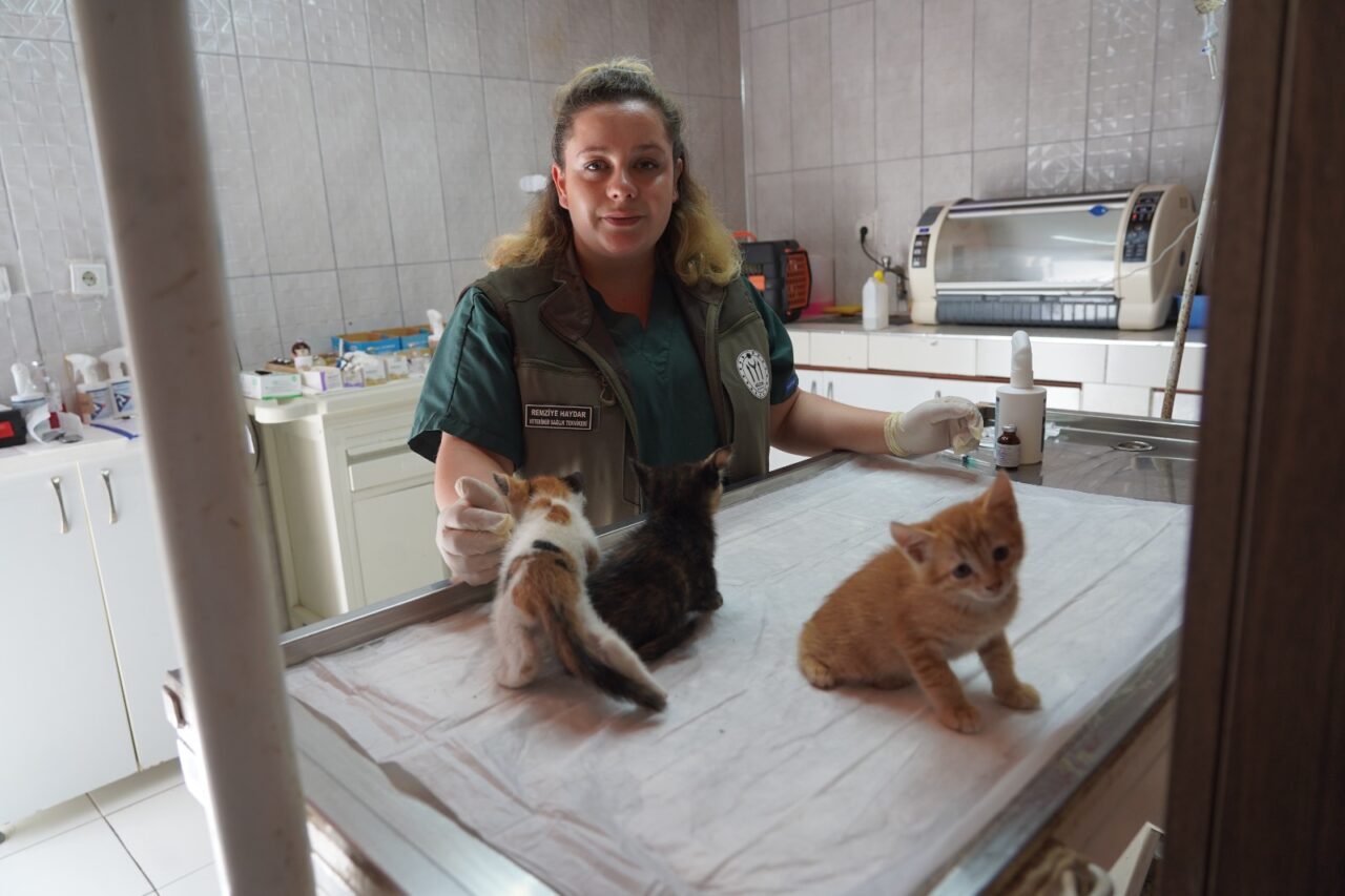 BİLECİK (AA) – Bilecik'te, mazgala sıkışan kedi yavruları, Sokak Hayvanları