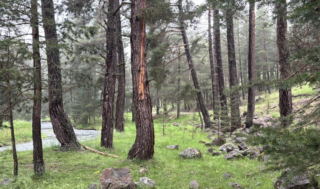 BOLU (AA) – Bolu'da ormanlık alana yıldırım düşmesi sonucu piknik