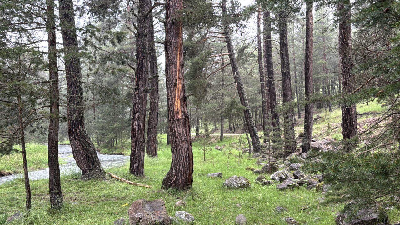 BOLU (AA) – Bolu'da ormanlık alana yıldırım düşmesi sonucu piknik