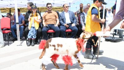 - Hayvanın sağlık durumu, beslenme düzeni, fiziksel gelişimi ve genel